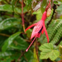 Fuchsia regia (Vand. ex Vell.) Munz
